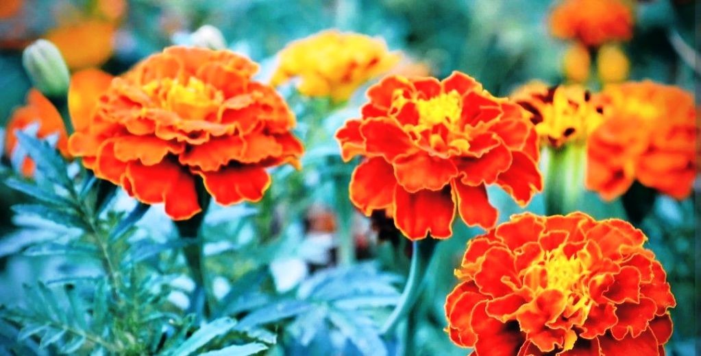 तांका Image