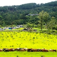 जिरीला पिङ पाङ्ग्याल थेन फार्मला डान्बा Image