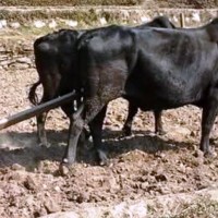 मेलम्ची नगरपालिकासे हलम्हे न्हाबा ग्यार्जा ङ्हीसे ४० म्हे किसानदा प्रोत्साहन न्होर पिन्जि Image