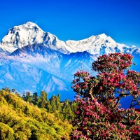 जेबा ज्योमोगाङ थेन पाडाम्हेन्दो Image