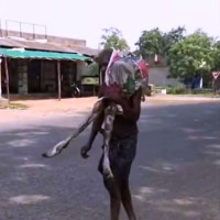 ग्यालामरि क्राबा मानवता Image